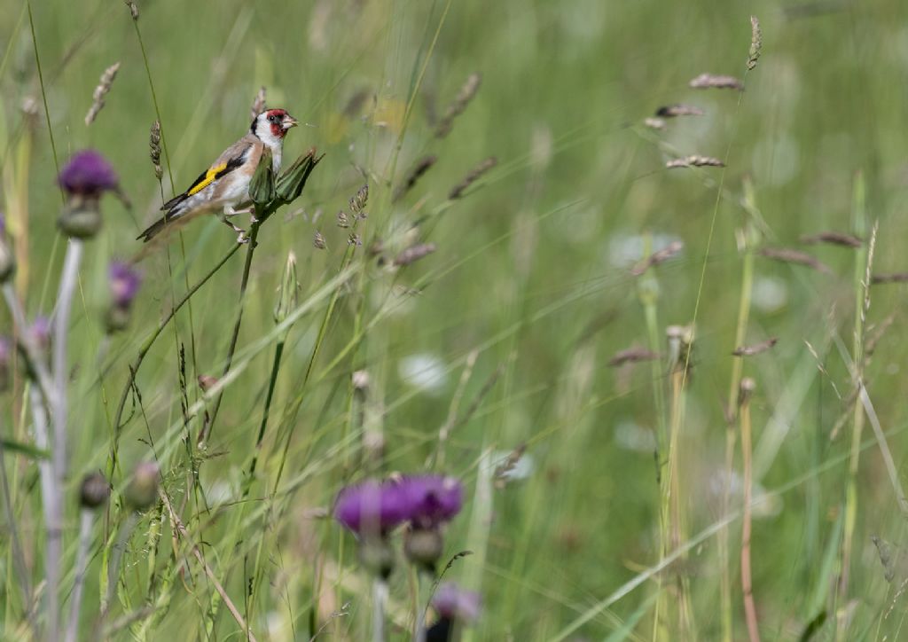 Cardellino (Carduelis carduelis)